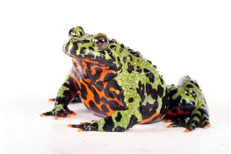  Fire-Bellied Toad – En Skämtsam Salamander Med ett Varningsskylt på Magen!