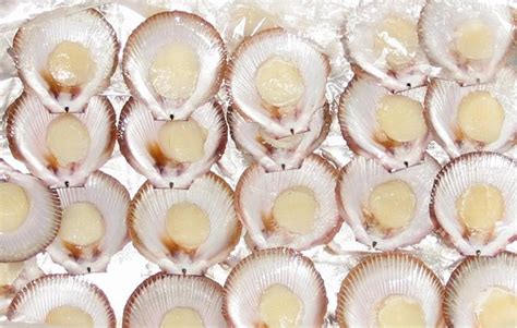  Queensland Scallop - En underbar tvåskalare som simmar genom livet med en elegant rytm!