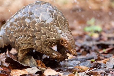  Pangolin! Detekterar en lukt av insekter och gräver sig ner i marken för att nå sin måltid.