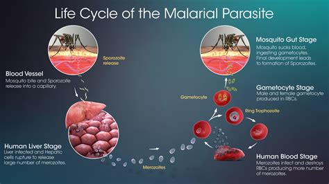  Falciparum Malaria Parasiten: En mikroskopisk mördare som smittar genom myggars sugande munnar!