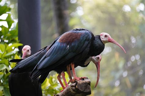  Ibis! Den Skrävlande Fåglen Med En Fascinerande Smältningsprocess